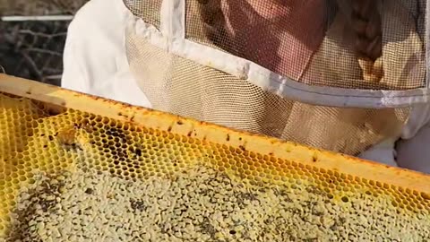 The Best Part of Keeping Bees- Honey. Failed Hive Still Has Honey