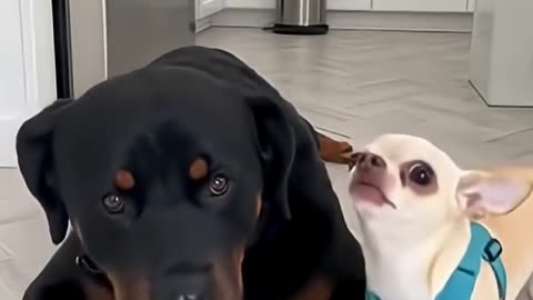 Big dog gets fed up with sassy Chihuahua.