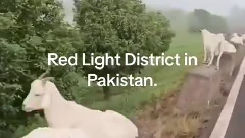 The Red Light District 🚨 in Pakistan 🐐