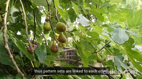 Ecosystem Pattern Set Feed on Figs - Pattern Recognition-Deduction HI, Human Intelligence in AI