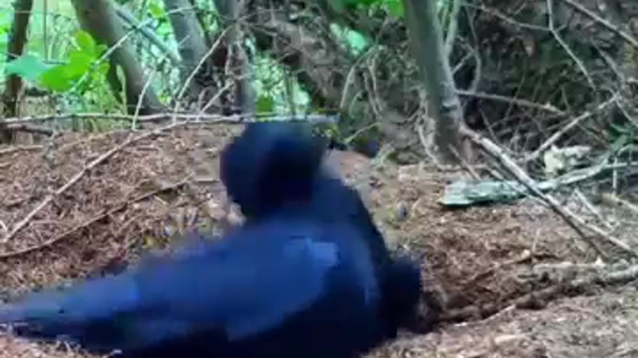 🧠✨ The Amazing Bird Behavior Called "Anting"! Nature's Pest Control | FeedMyCuriosity