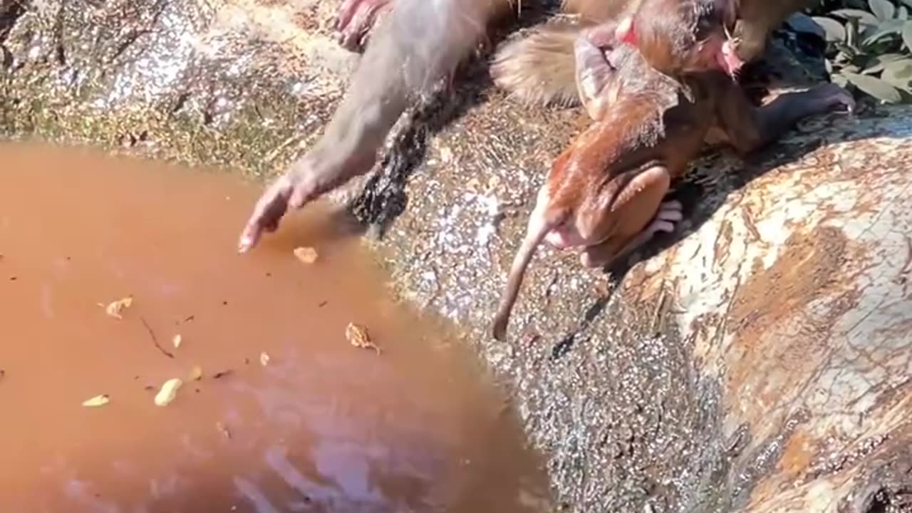 Monkey injoy in water