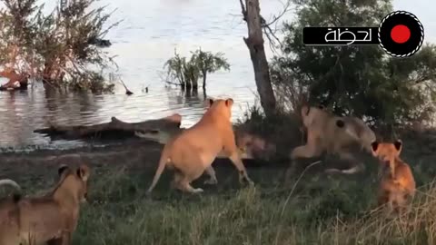 animals
