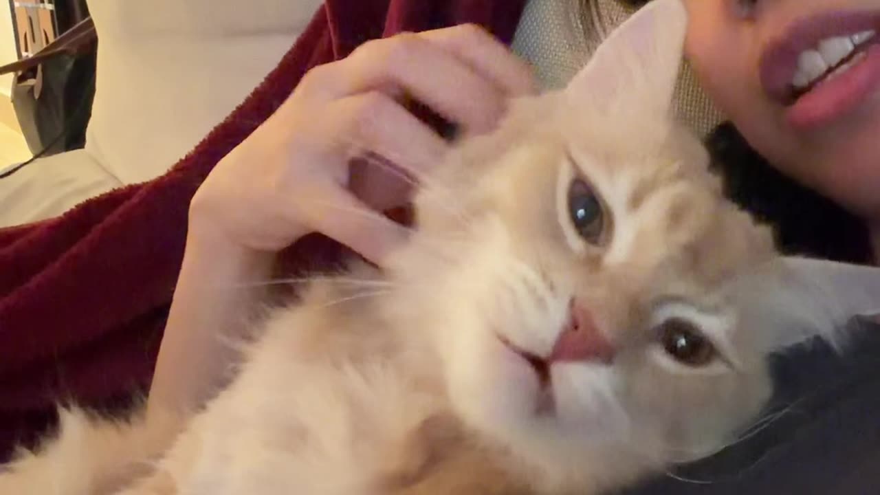 Catching Up With My Conversational Cat