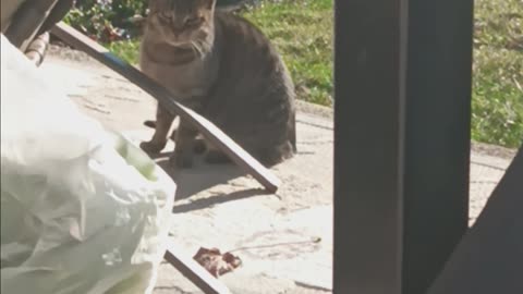 Cat in the backyard