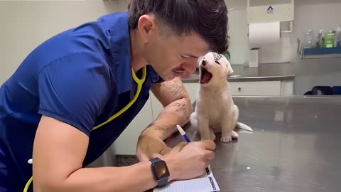 Adorable Dogs Who Interrupt Their Own Vet Checkups 🤣 Funniest Dog Reactions!