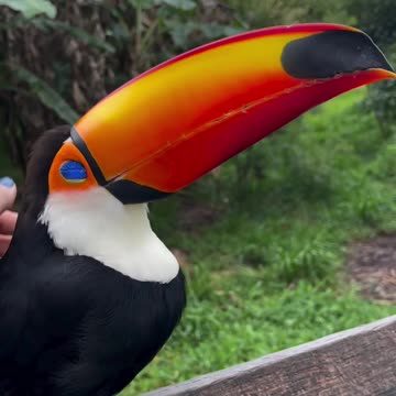 Looloo the Toucan.