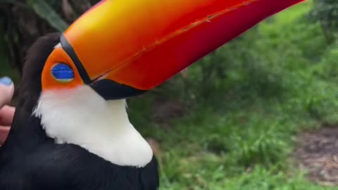 Looloo the Toucan.
