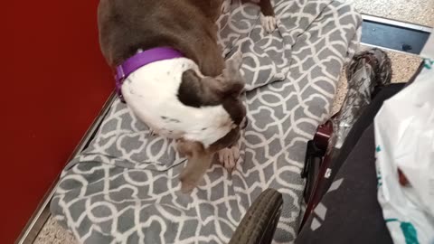 Apollo 9y A682287 kennel 27 pod 1 PACC shelter lovely boy distracted we're findin our way20251203857