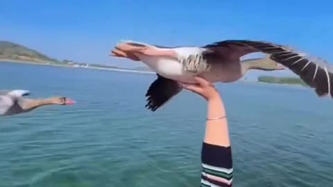Goose taking a free ride.. 🦤😅