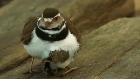 Life In The Serengeti