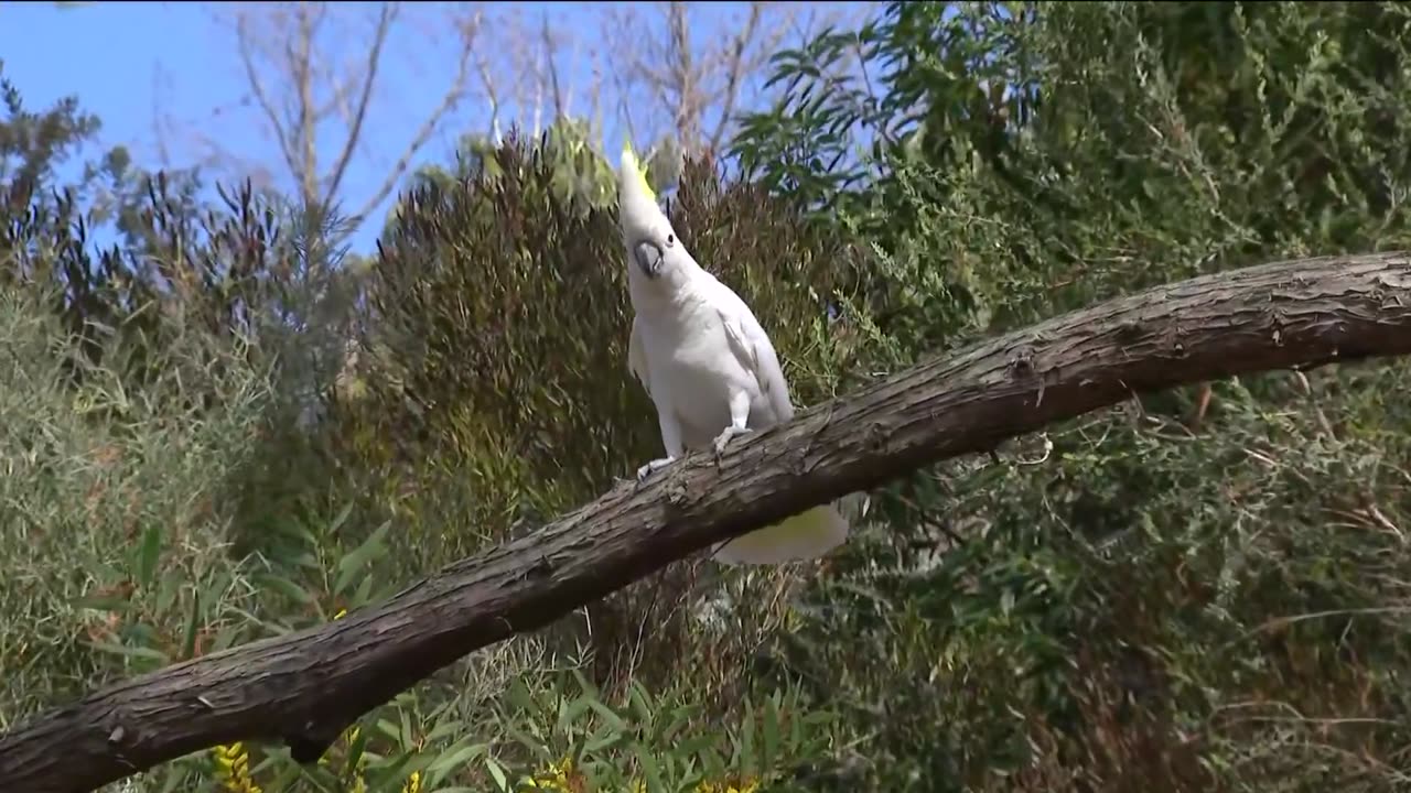 Zoo Day: Meet the Cockatoo