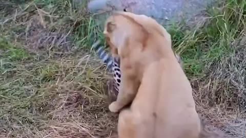 Who wins in a fight between a leopard and a lion?