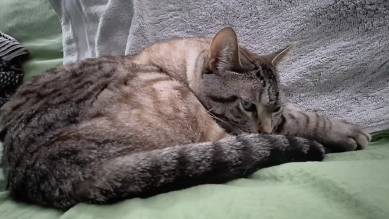 The Cutest Cat Relaxing You’ve Ever Seen (Pure Adorable Zen)