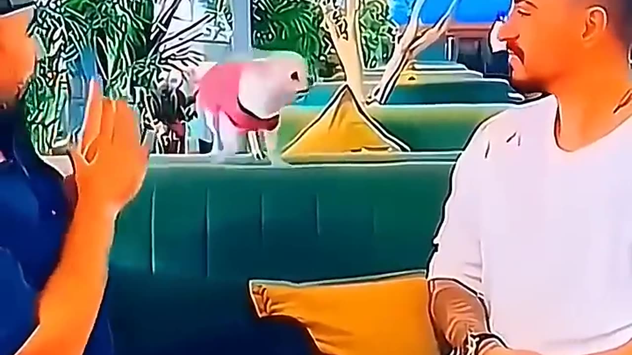 Funny pets