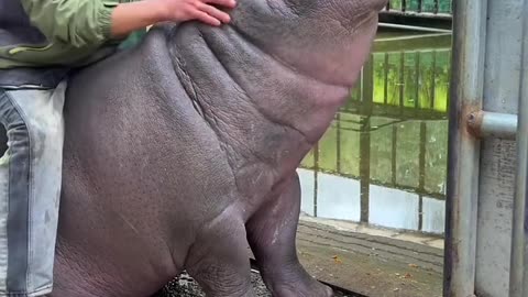 Playing with baby hippo