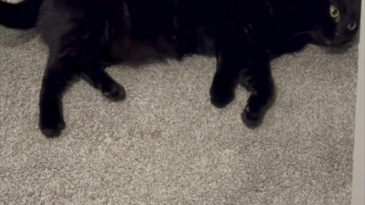 Cute Precious Piper Gets Comfortable While Guarding - My Adopted Shelter Cat Vlog #shorts