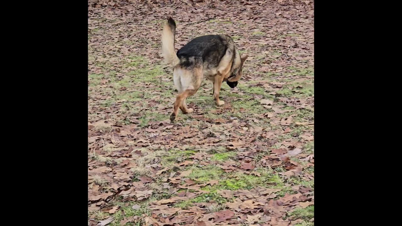 Virgil german shepherd.