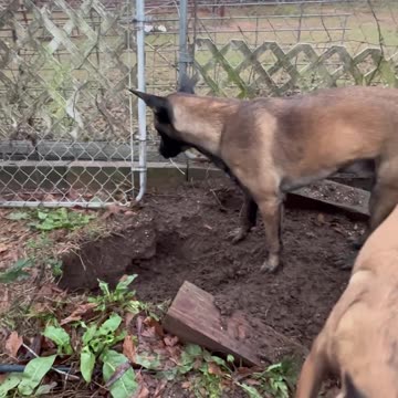 Belgian Malinois dog sets off GPS Collar as being out of fence while digging a hole to China!!!!