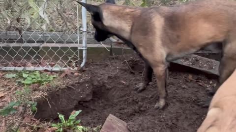 Belgian Malinois dog sets off GPS Collar as being out of fence while digging a hole to China!!!!