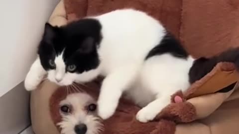 Dog living in the land of cats