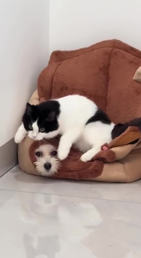 Dog living in the land of cats