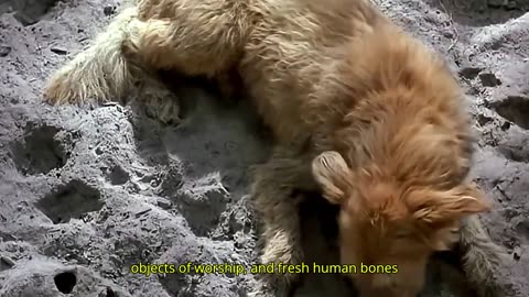 I survived on this island for a year, only for my dog