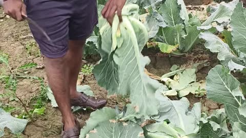 Cauliflower 🥦 cutting