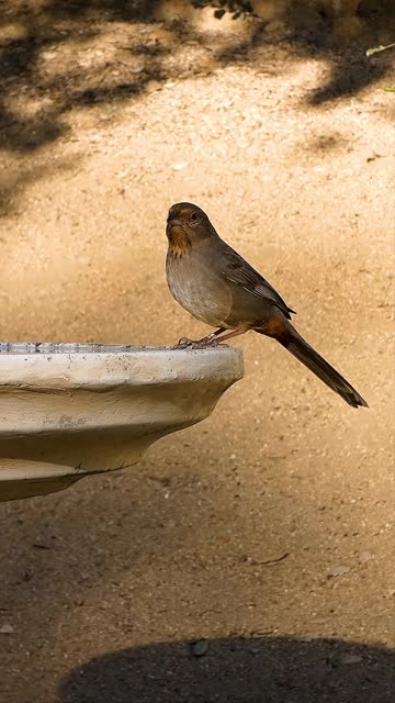 California Towhee🐦Long Tail Saloon