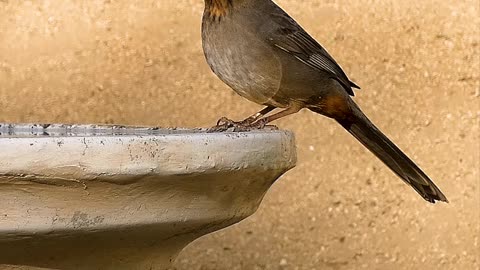 California Towhee🐦Long Tail Saloon