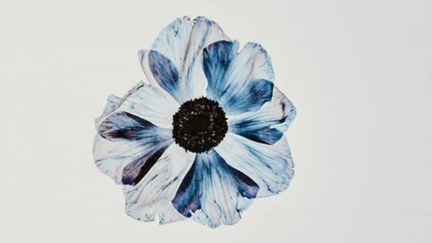 Winter Mega Digital Art Bundle | 500+ Artworks Only $6.69