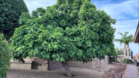 Saint James Church Sunday Service 16th of November 2025