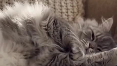 😺🎭 This Dramatic Cat Overreacted… And It’s Hilariously Relatable 😂✨