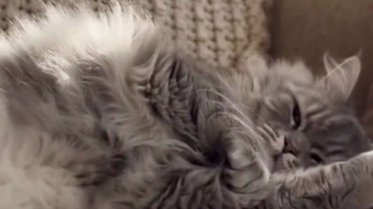 😺🎭 This Dramatic Cat Overreacted… And It’s Hilariously Relatable 😂✨