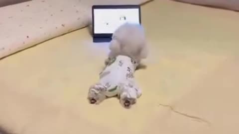Fun Pet Moments & Trendy Pet Accessories Online | CurliTail