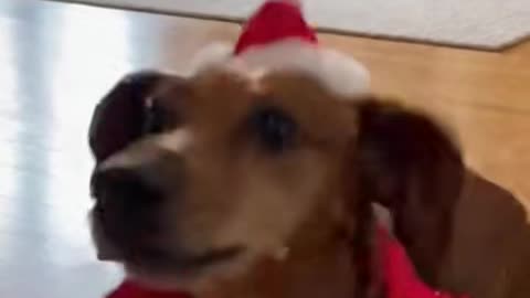 Santa Sausage Chasing Lucky 🐾| funny dog 03