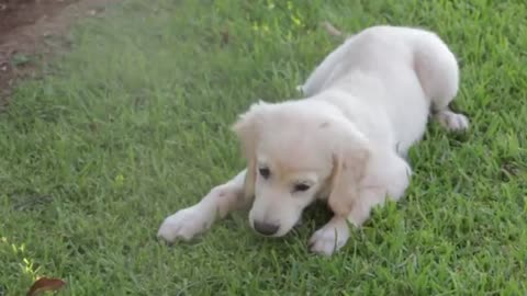 Dogs Playing