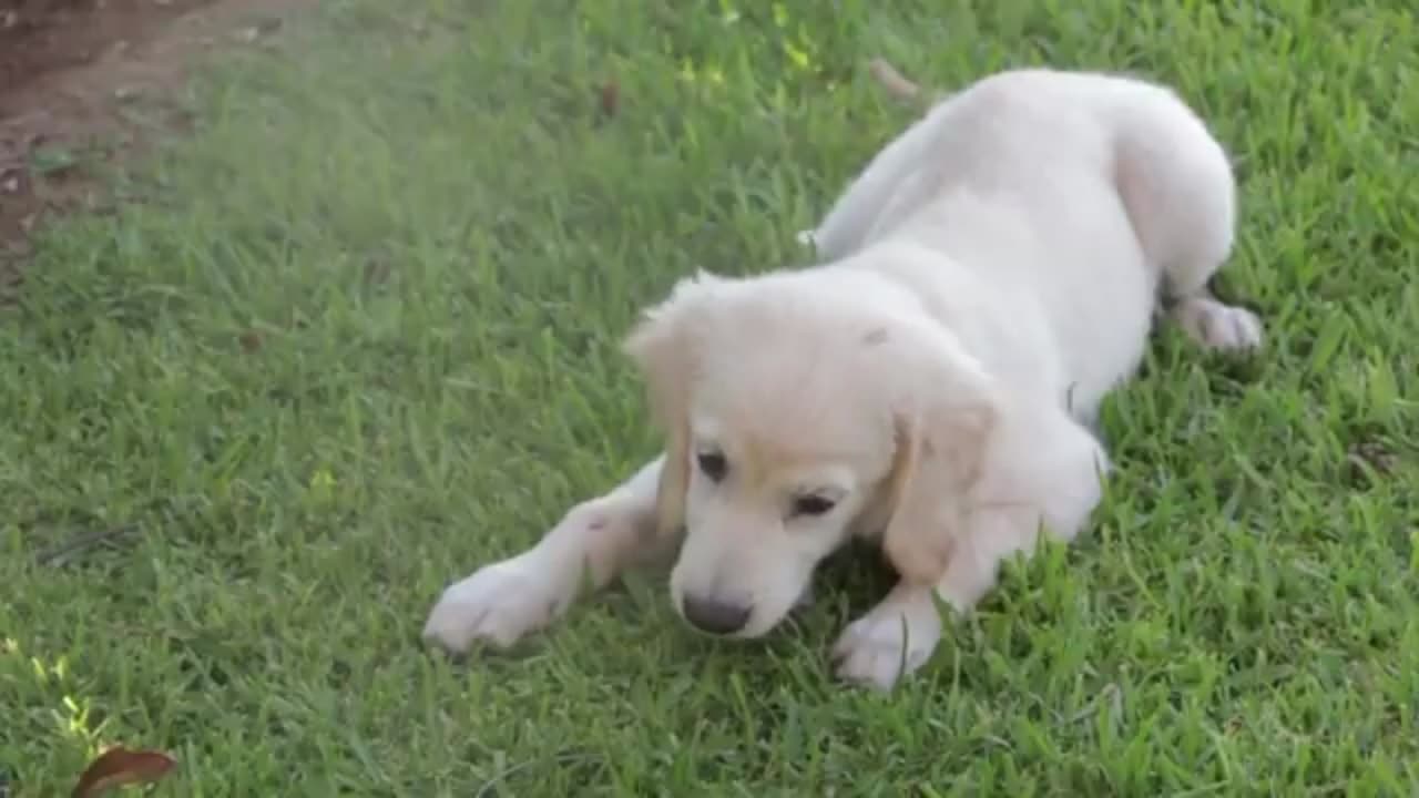 Dogs Playing