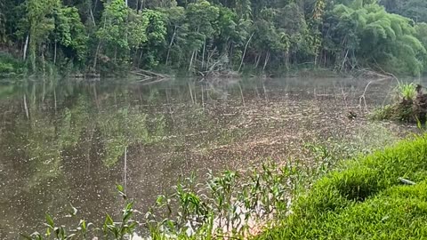 3.1.2025 A Filthy Barron River, Kuranda