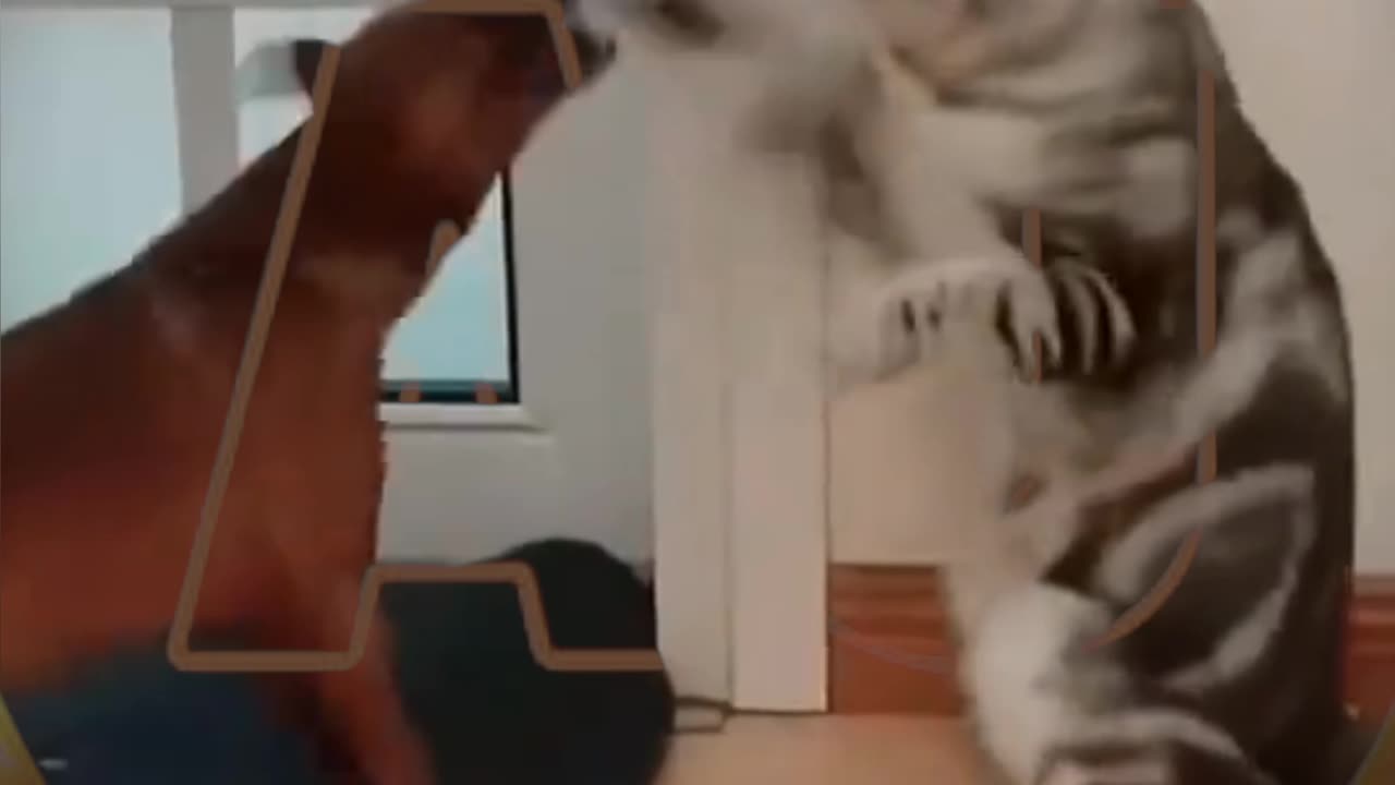 Funny animals video