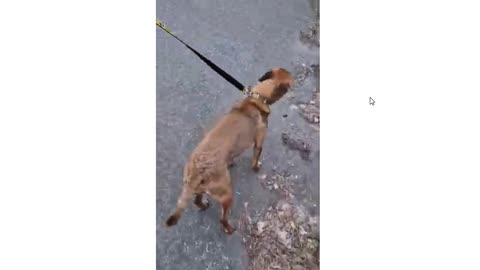 Kevin Murdaugh - When Virtue Signaling bottoms out within a Corrupt Agenda - Pt 2