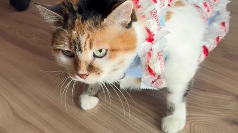 Cat in Raffaello Suit
