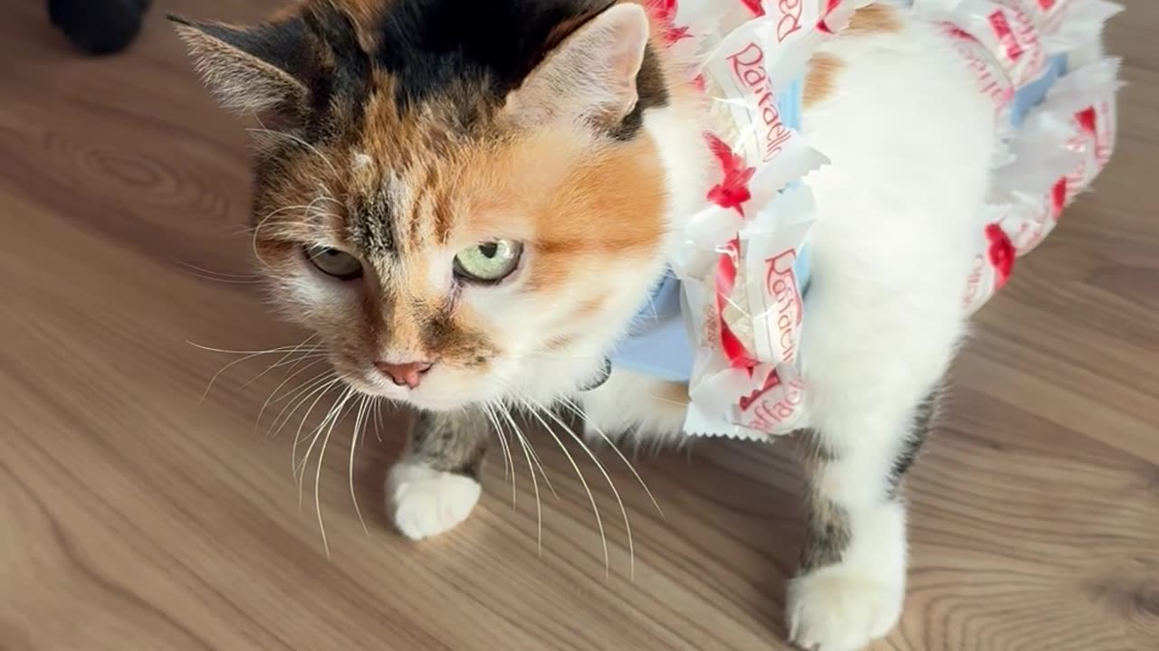 Cat in Raffaello Suit