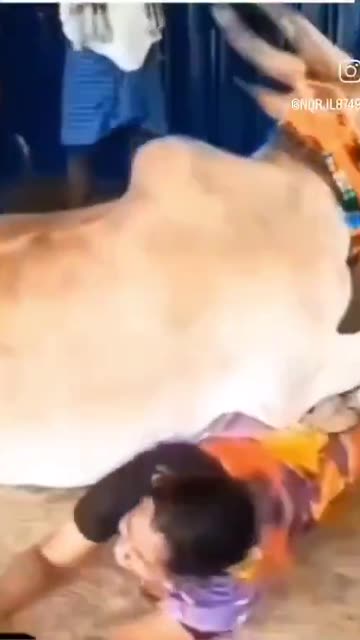 COW HEALER: A Cow Heals a Woman in Bizarre Indian Ritual. Indians Are Not Compatible with the West