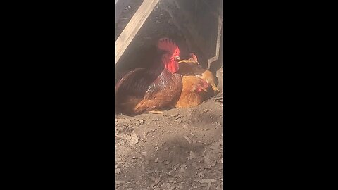🐔 Chickens 101 Lesson #4 X-Rated Sudsy Bird Bath