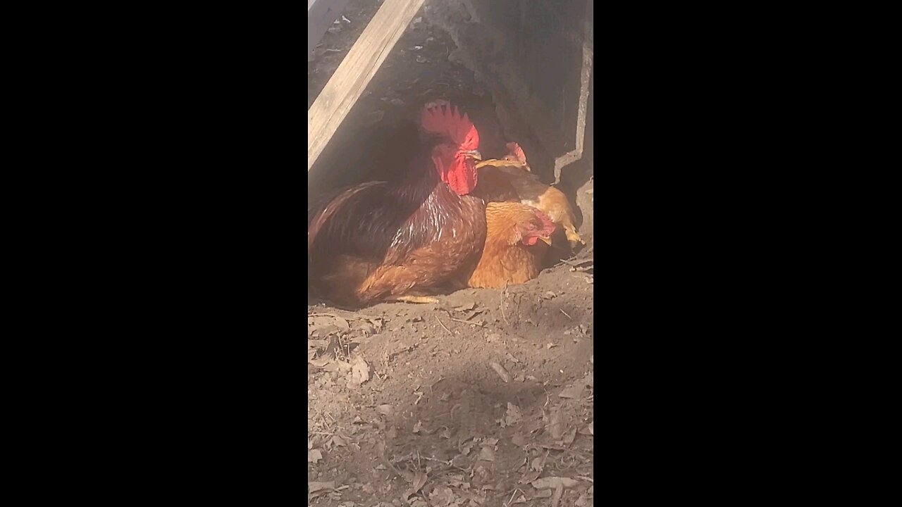 🐔 Chickens 101 Lesson #4 X-Rated Sudsy Bird Bath