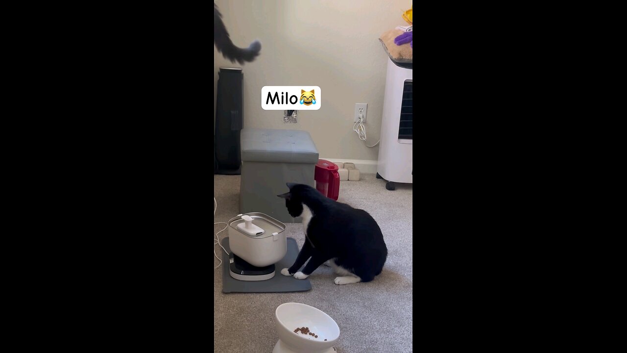 funny cat