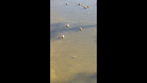 Mallard Ducks 🦆 #mallardducks #shorts #followme #ducks #duck #trending #viral