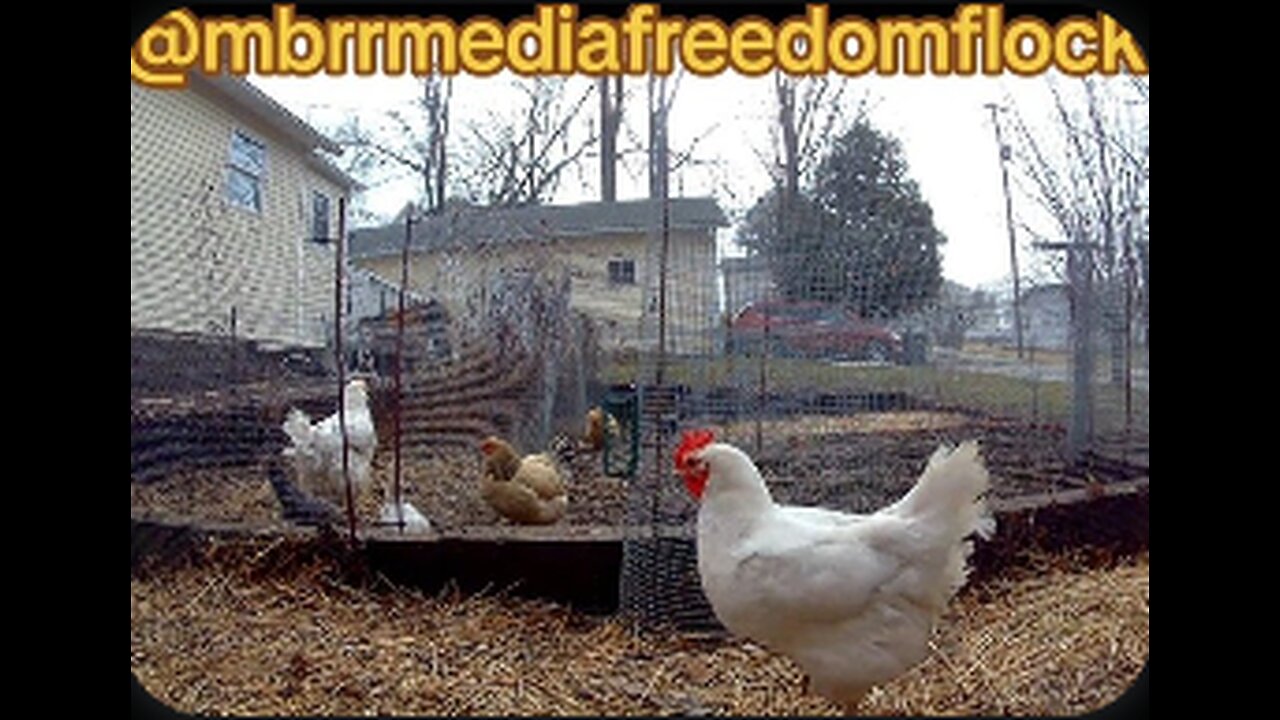 #FreedomFlock Tuesday Coop Cam Stream