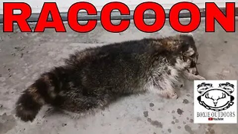 Raccoon - Trapping vlog